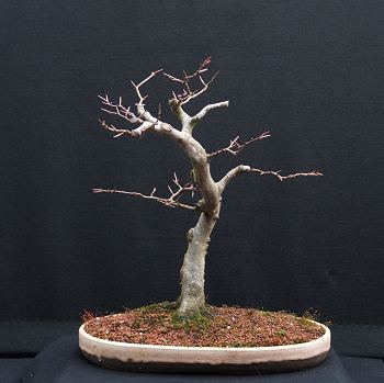 Fagus sylvatica/European Beech Bonsai Progression Series